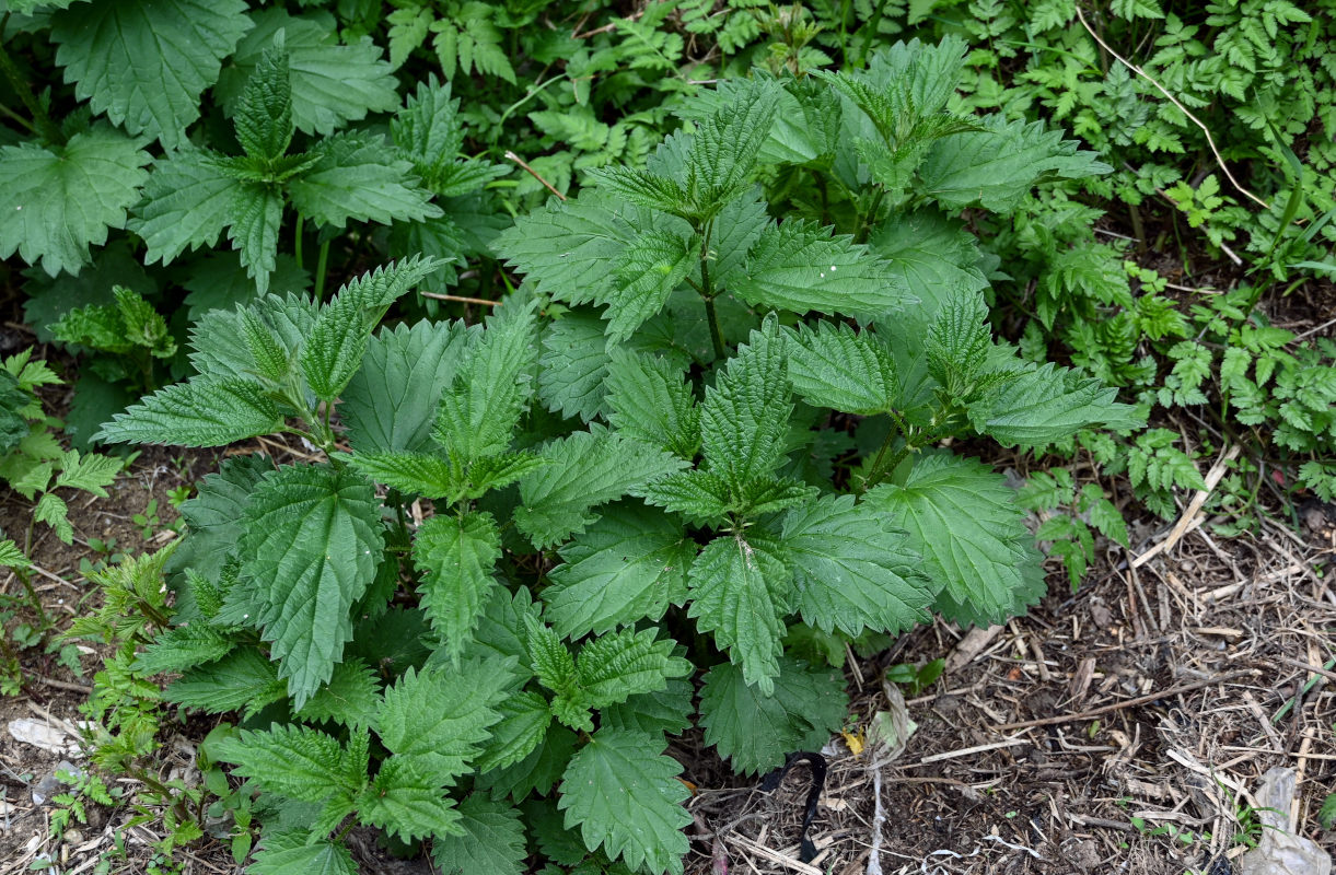 Изображение особи Urtica dioica.