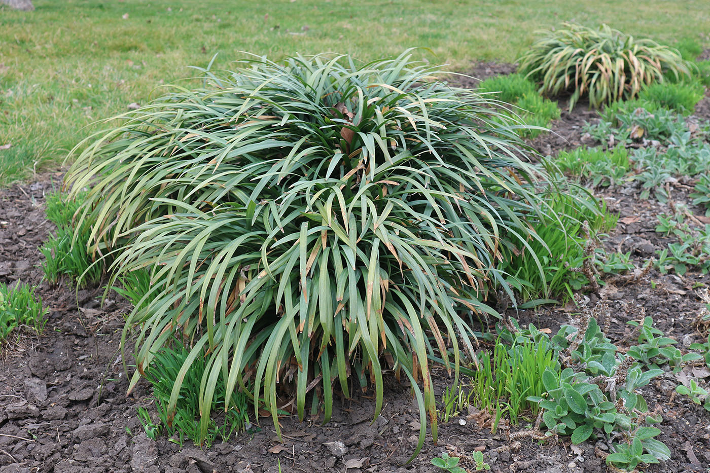 Изображение особи Liriope muscari.