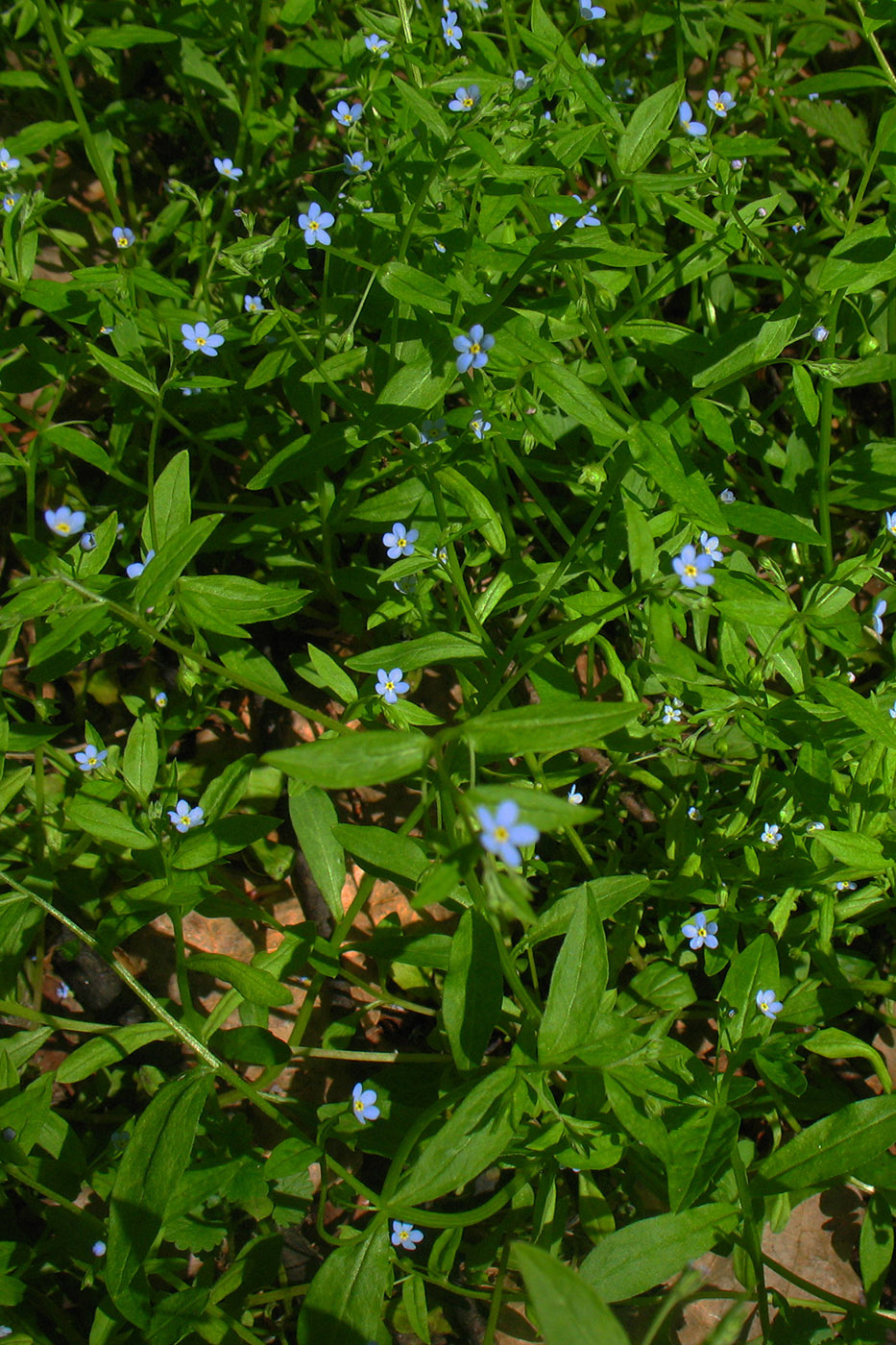 Image of Omphalodes scorpioides specimen.