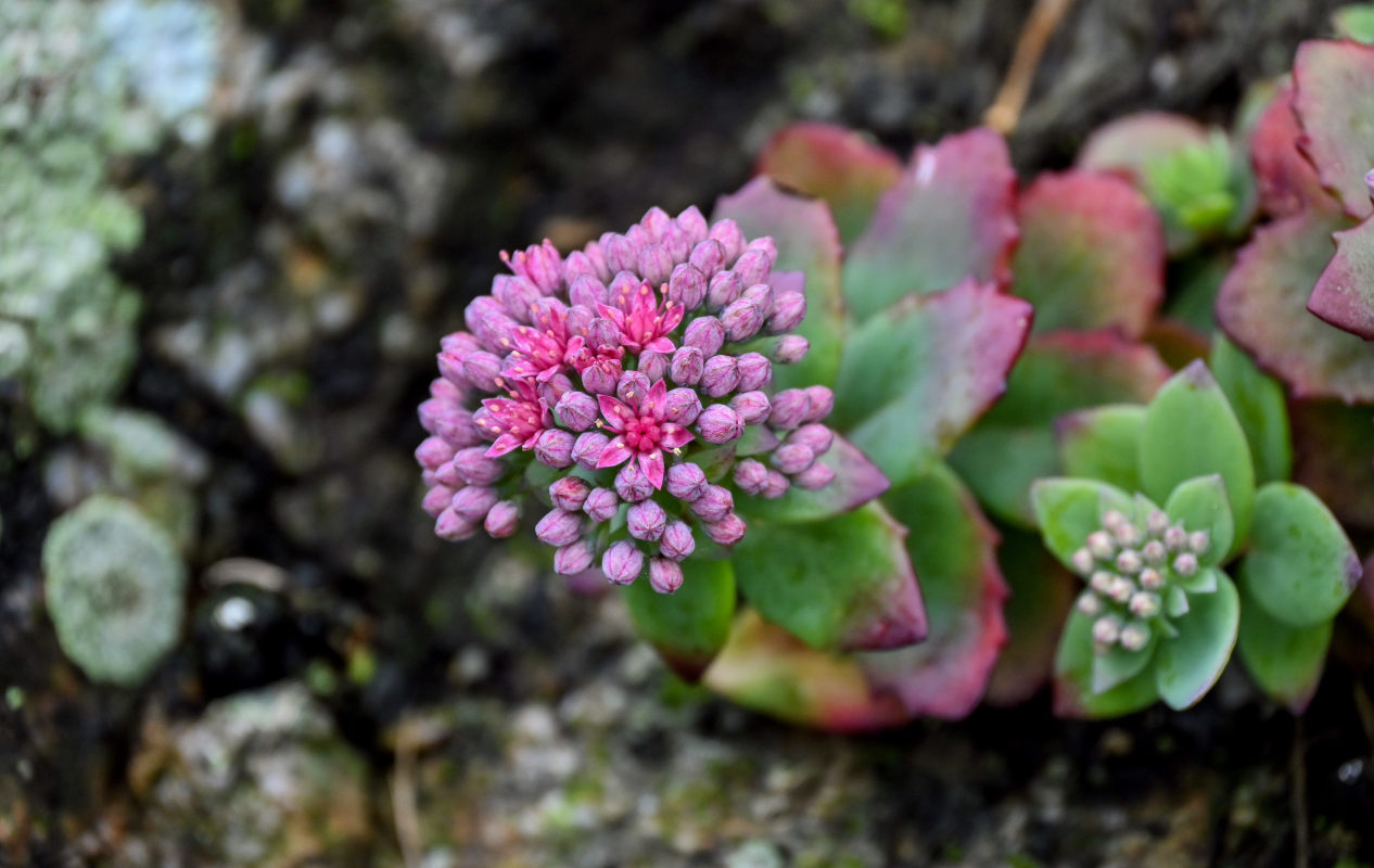 Изображение особи Hylotelephium triphyllum.