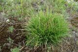 Carex caryophyllea