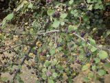 genus Cotoneaster