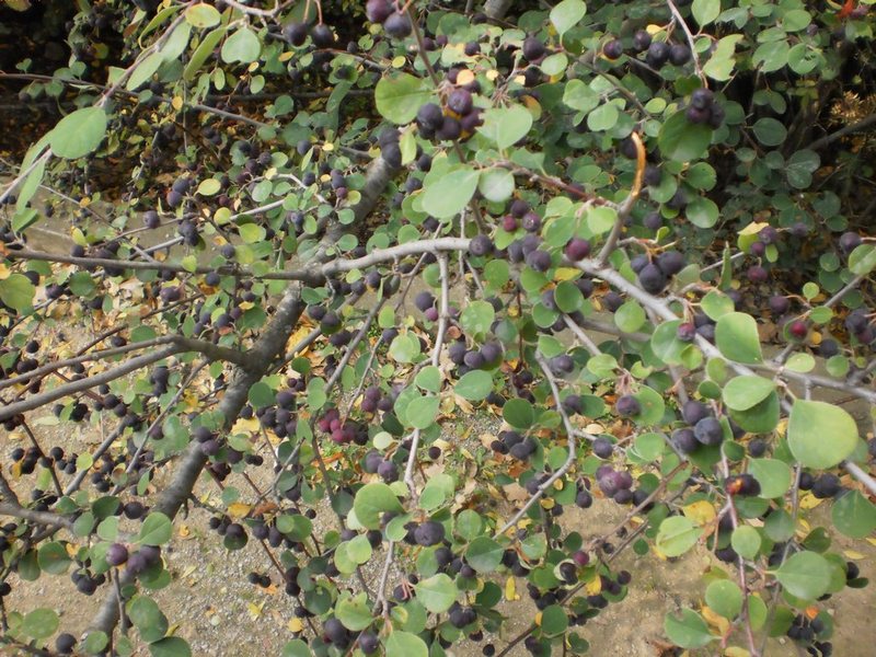 Image of genus Cotoneaster specimen.