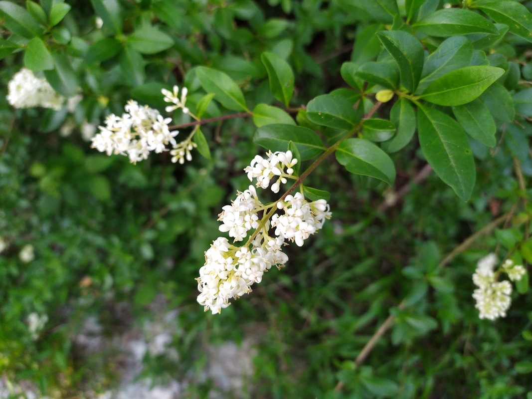 Изображение особи Ligustrum vulgare.