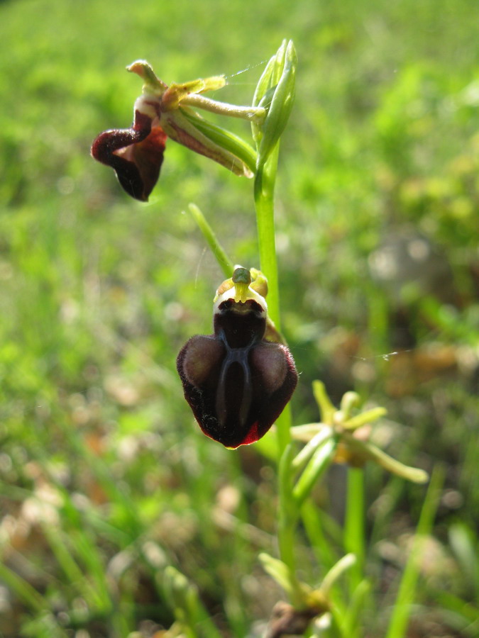Image of Ophrys mammosa specimen.