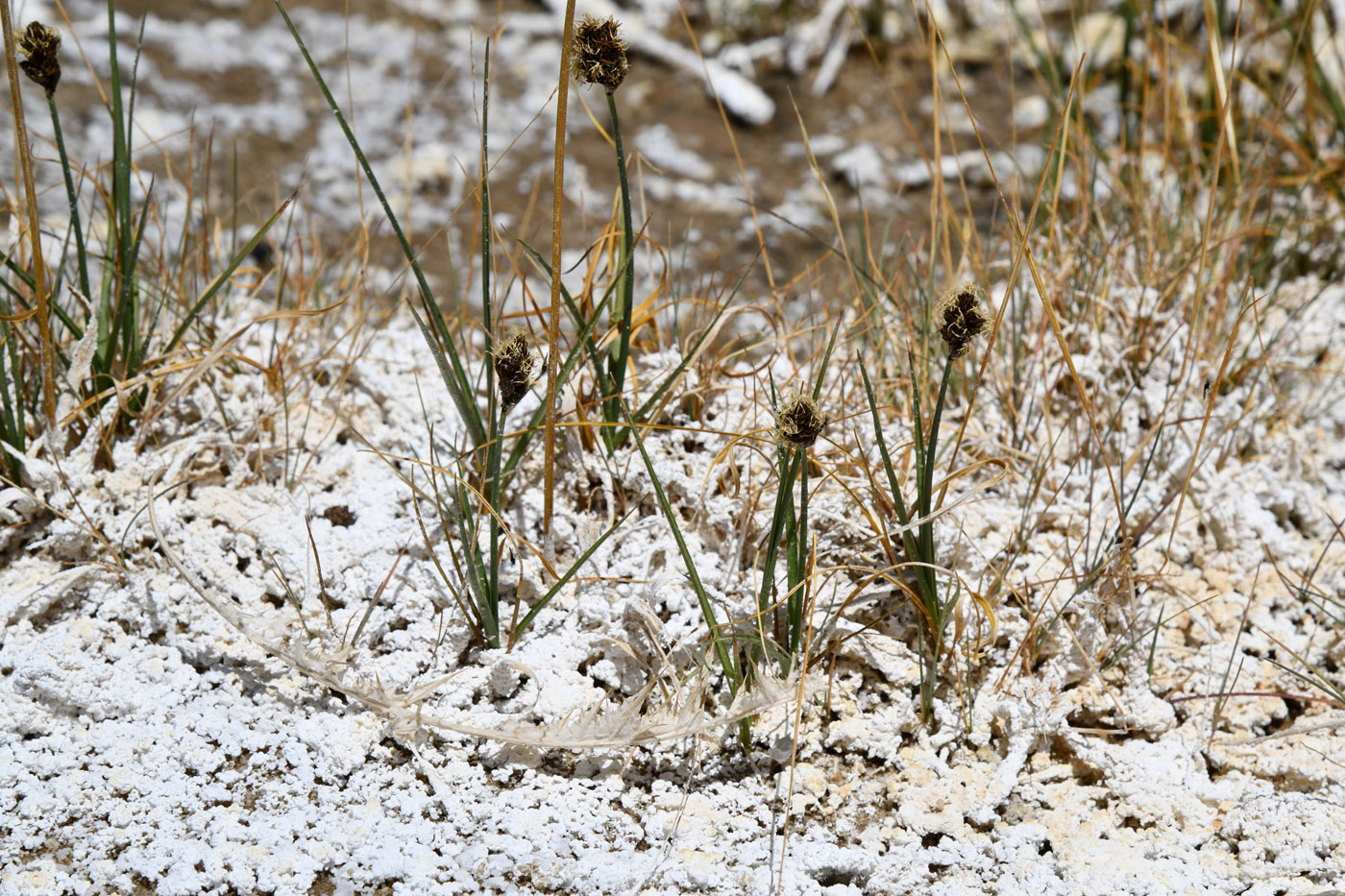 Изображение особи Carex melanantha.