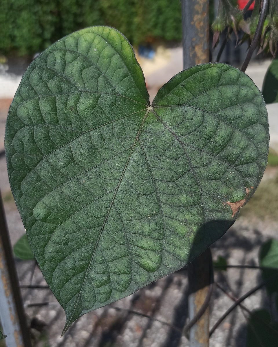 Image of Ipomoea purpurea specimen.