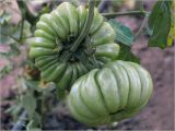Lycopersicon esculentum. Соплодие с незрелыми плодами (сорт 'Лотарингская красавица красная'). Московская обл., Раменский р-н, окр. дер. Хрипань, садовый участок. 25.07.2024.
