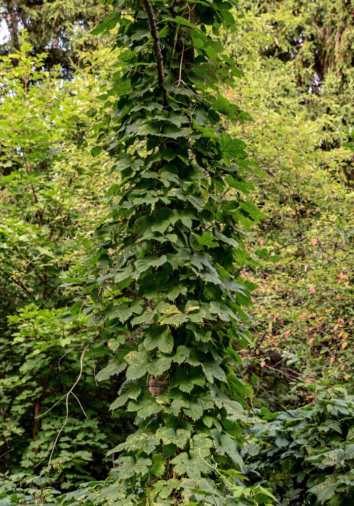 Image of Humulus lupulus specimen.