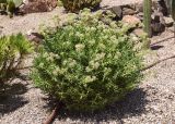 Crassula tetragona