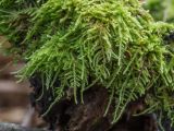Stereodon pallescens