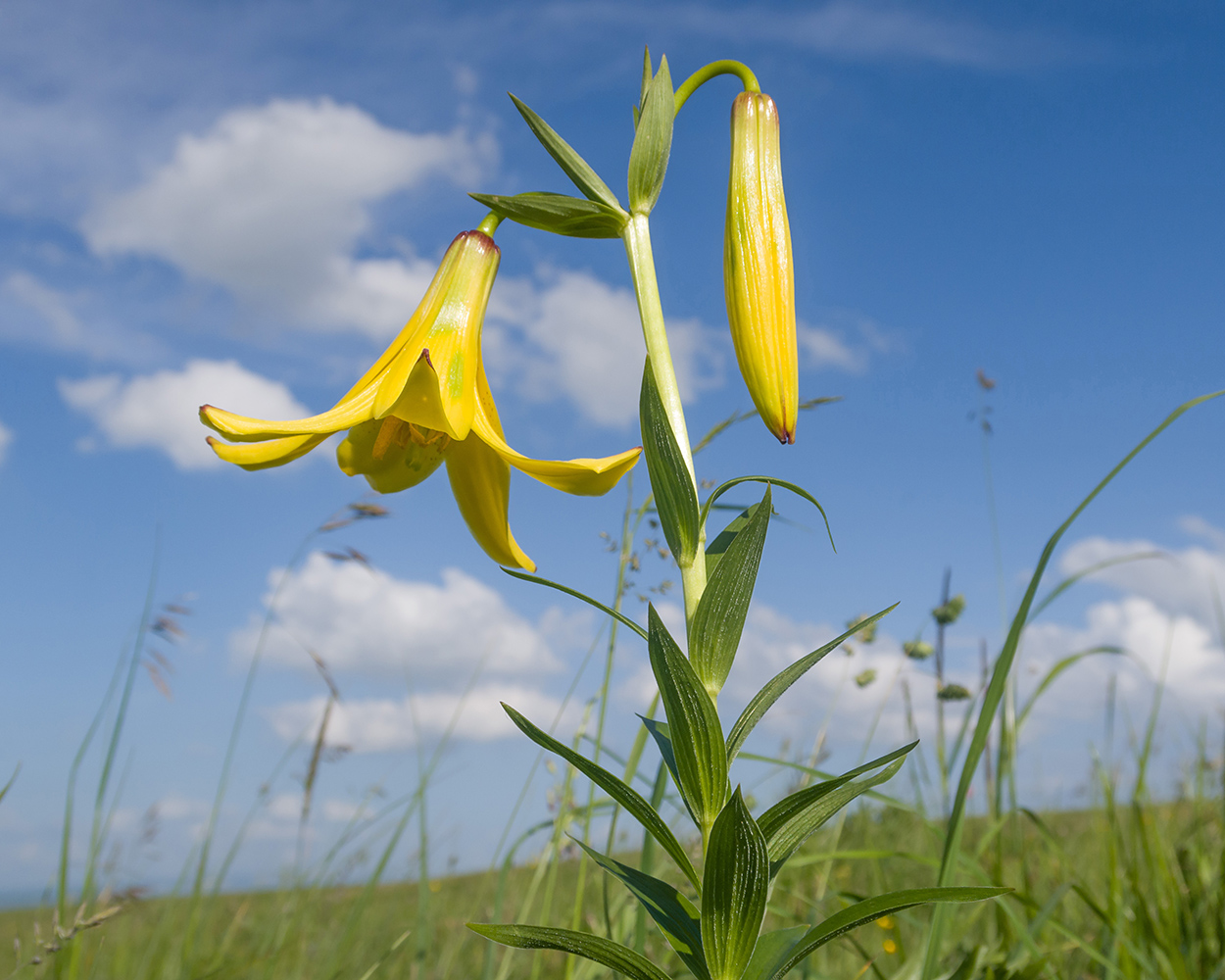 Изображение особи Lilium monadelphum.