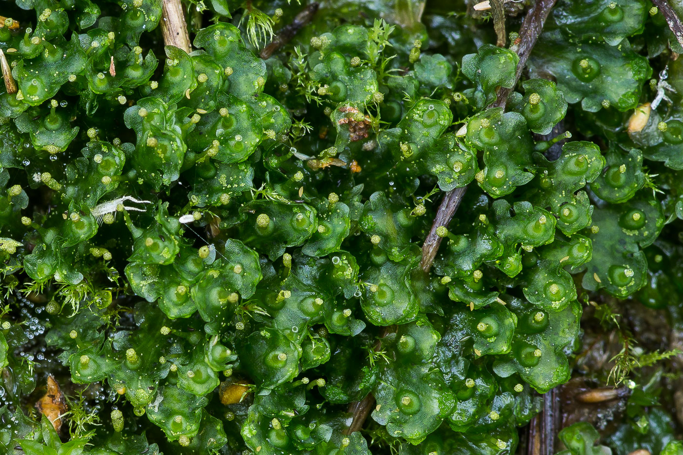 Image of Blasia pusilla specimen.