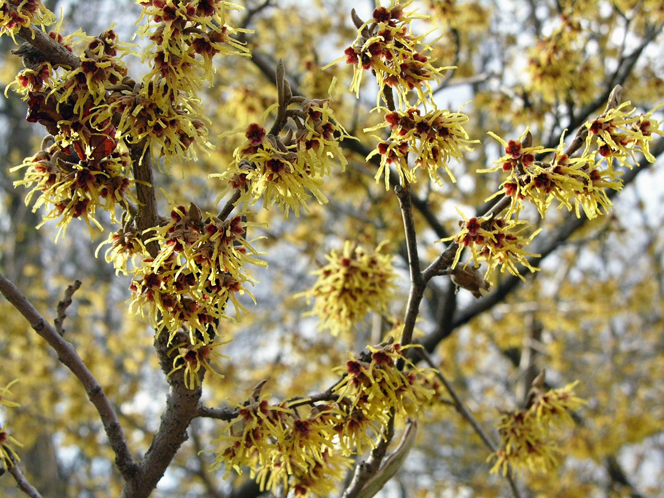 Image of Hamamelis vernalis specimen.