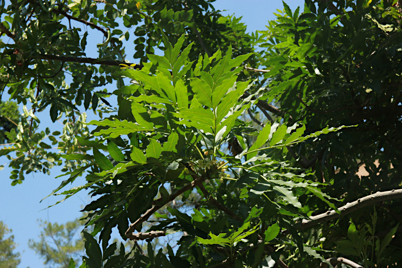 Image of Ekebergia capensis specimen.