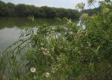 Astragalus sulcatus