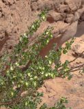 Zygophyllum gontscharovii