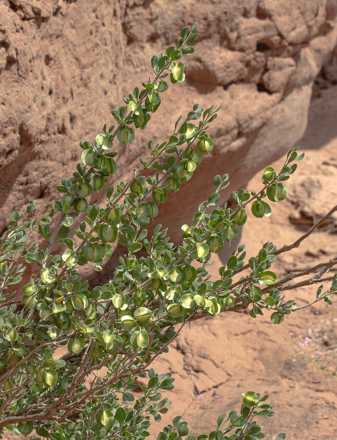 Image of Zygophyllum gontscharovii specimen.