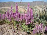 Psylliostachys suworowii