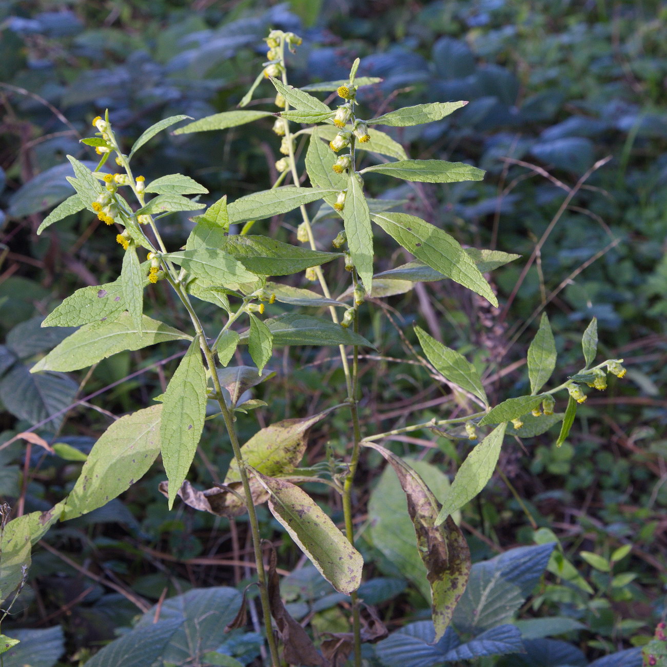 Image of Carpesium abrotanoides specimen.