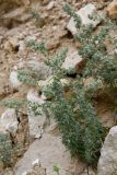 семейство Chenopodiaceae. Цветущее растение. Таджикистан, Хатлонская обл., Кабодиёнский р-н, хр. Аруктау, окр. пер. Дандан-Чикан, пестроцветы, крупнообломочная осыпь переполненного окаменевшими раковинами и гипсом песчаника. 18 апреля 2025 г.