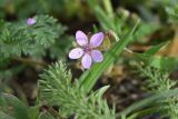 род Erodium. Цветок. Грузия, край Самцхе-Джавахети, окраина с. Тмогви, 100 м от оз. Цунда, луг. 18 мая 2025 г.