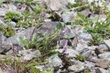 Erigeron uniflorus. Цветущее растение. Карачаево-Черкесия, Домбай, гора Мусса-Ачитара, ≈ 2700 м н.у.м., каменистый склон. 12.07.2015.