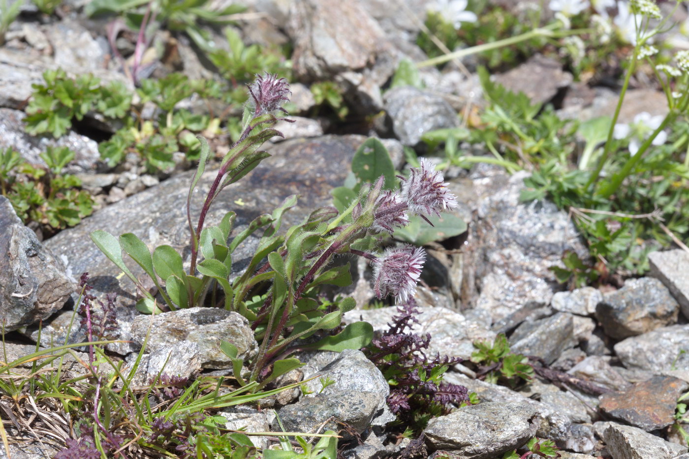 Image of Erigeron uniflorus specimen.
