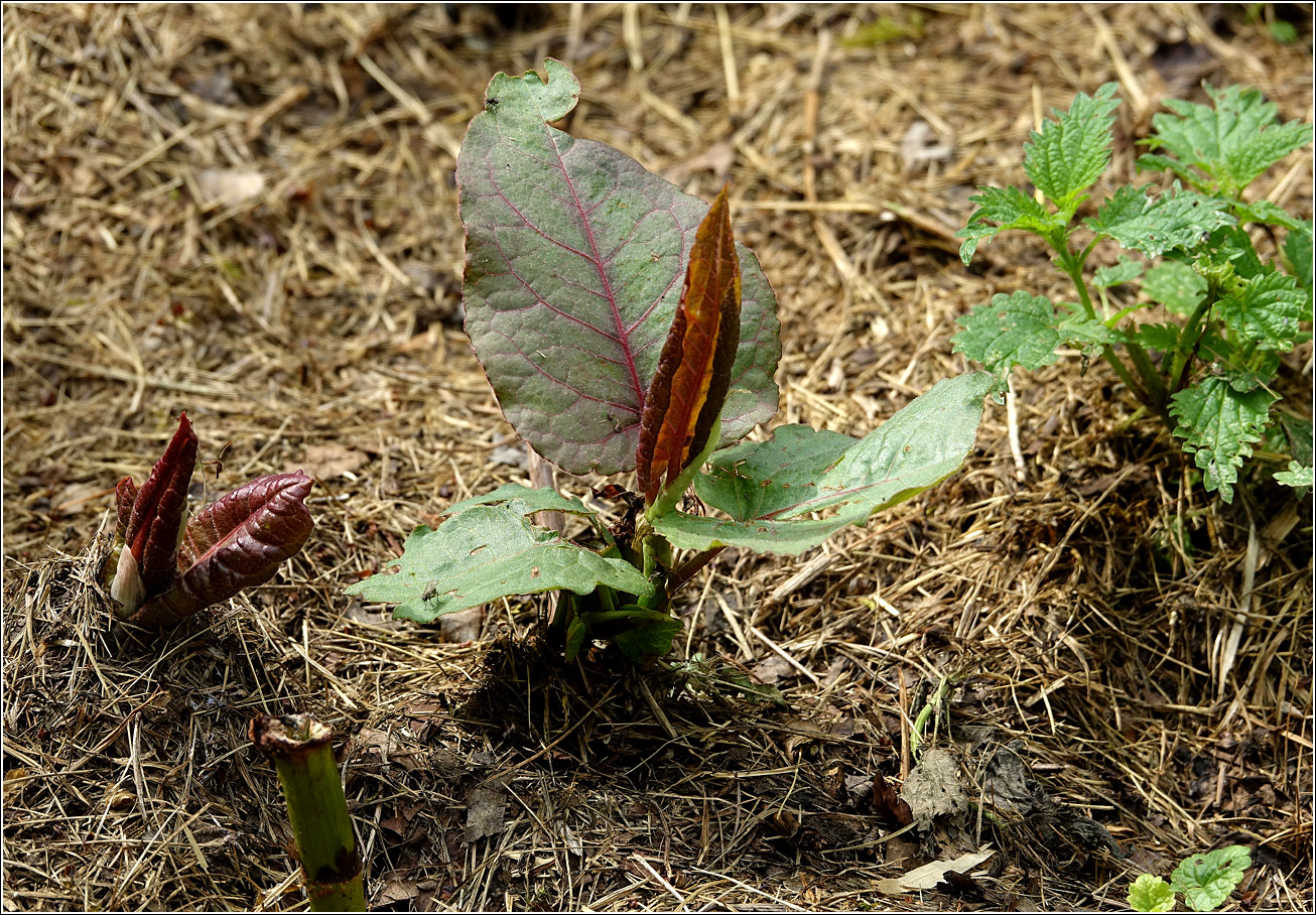 Изображение особи Reynoutria sachalinensis.