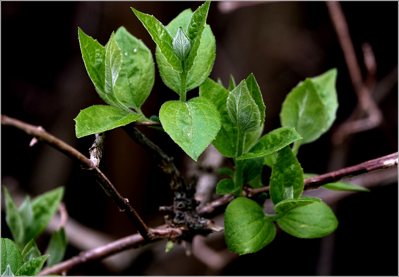 Изображение особи Philadelphus pubescens.