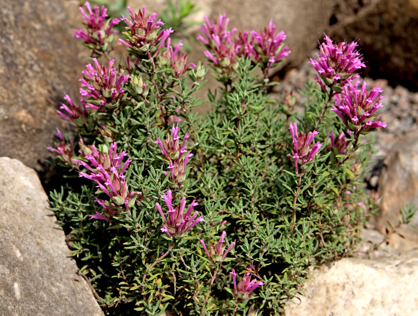Изображение особи Thymus longiflorus.