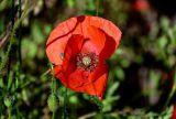 Papaver rhoeas. Цветок и бутон. Калининградская обл., Гурьевский р-н, пос. Некрасово, у дороги. 30.06.2025.