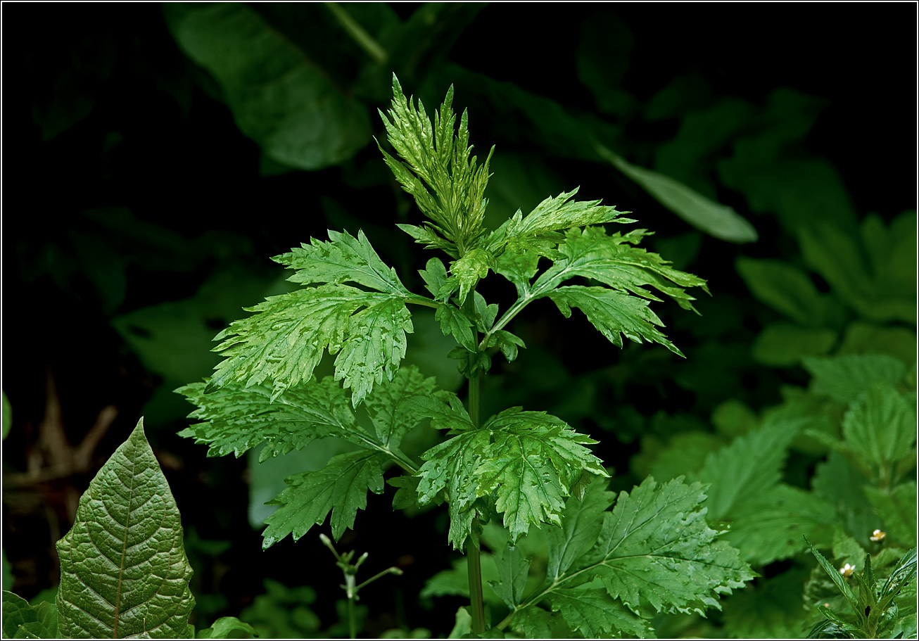 Image of Artemisia vulgaris specimen.