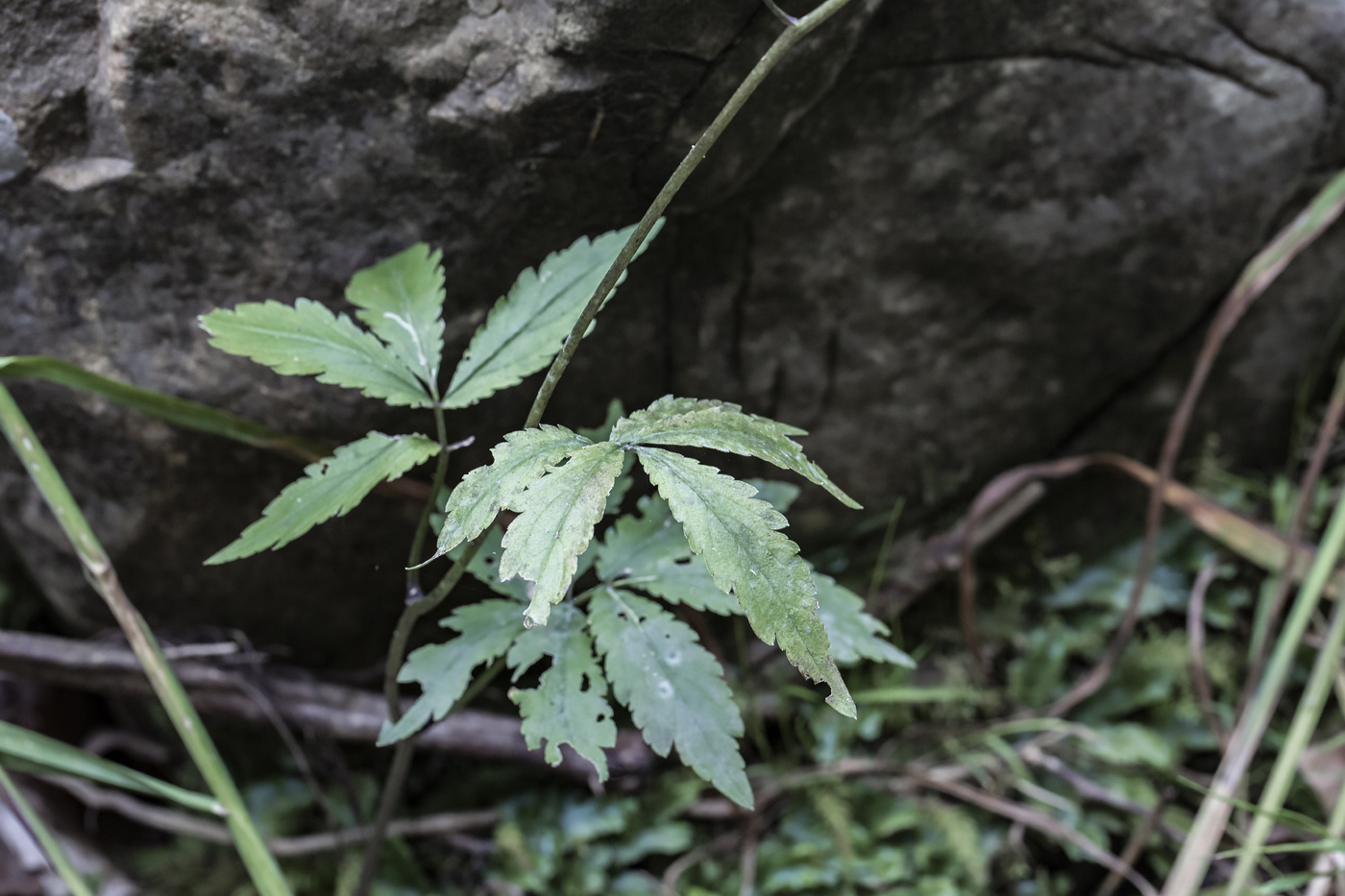 Image of Cardamine bulbifera specimen.
