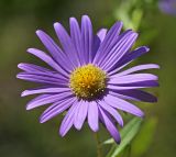 Callistephus chinensis