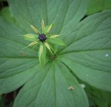 Paris quadrifolia. Цветок. Пермский край, г. Пермь, Свердловский р-н, м-н Липовая Гора, сырой хвойный лес. 25.05.2025.