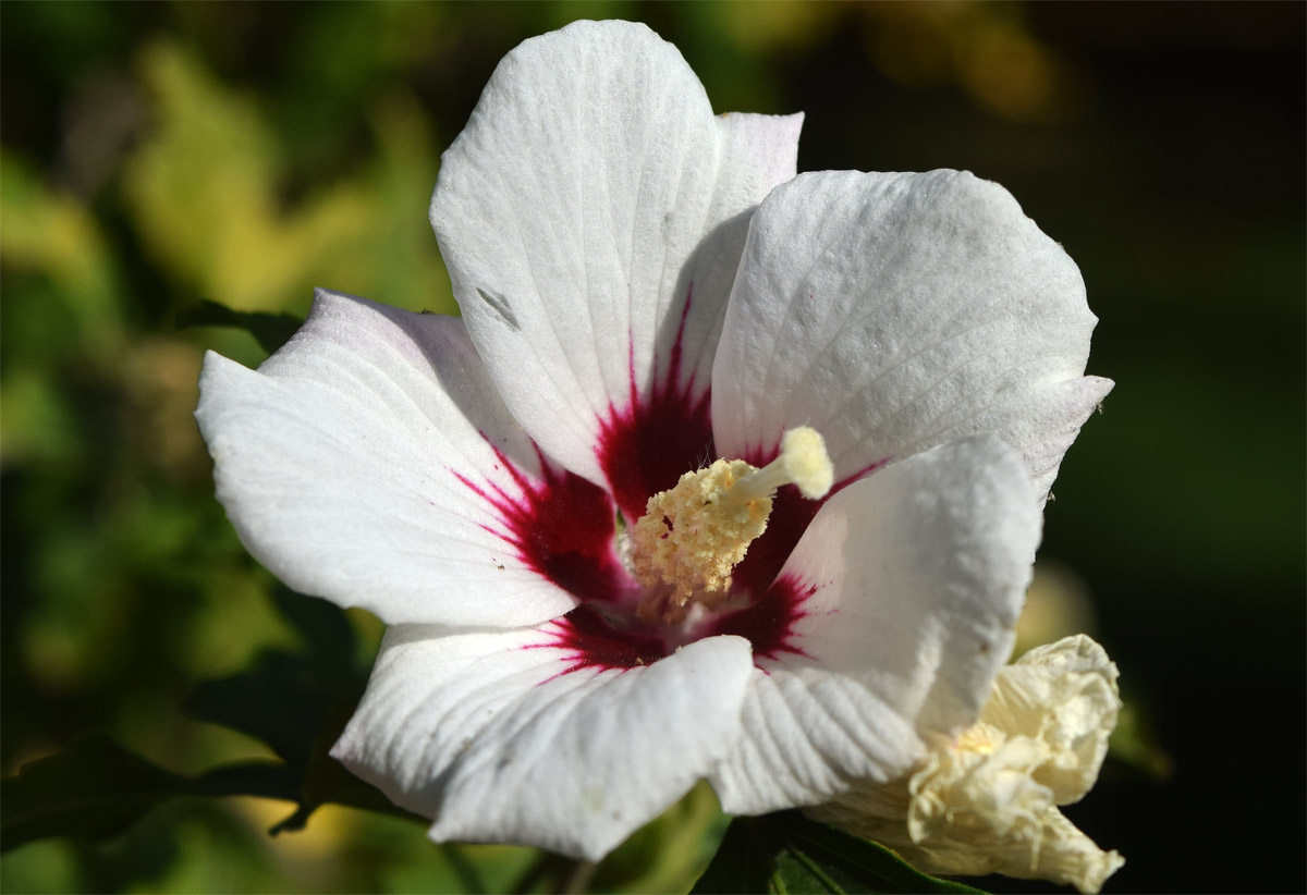 Image of Hibiscus syriacus specimen.