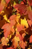 Physocarpus opulifolius. Листья в осенней окраске. Санкт-Петербург, Дудергофские высоты, Ореховая гора, северный край грунтового стадиона, опушка широколиственного леса. 18.10.2025.
