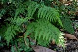 Pteris tremula
