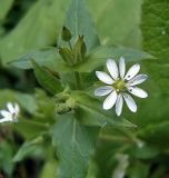 Myosoton aquaticum. Верхушка побега с распустившимся цветком. Чувашия, окр. г. Шумерля, пойма р. Сура, оз. Щучья Лужа. 24 августа 2005 г.