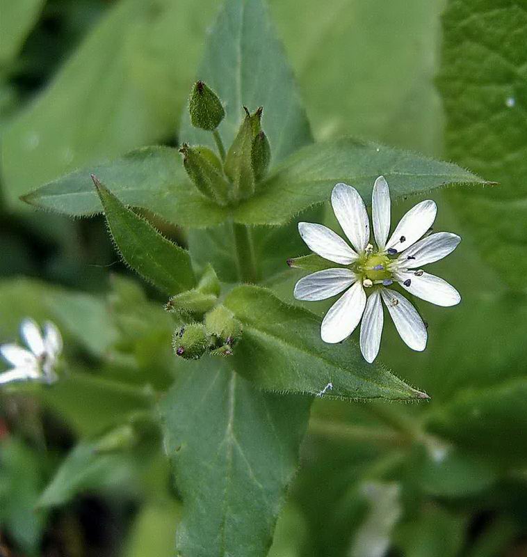 Image of Myosoton aquaticum specimen.