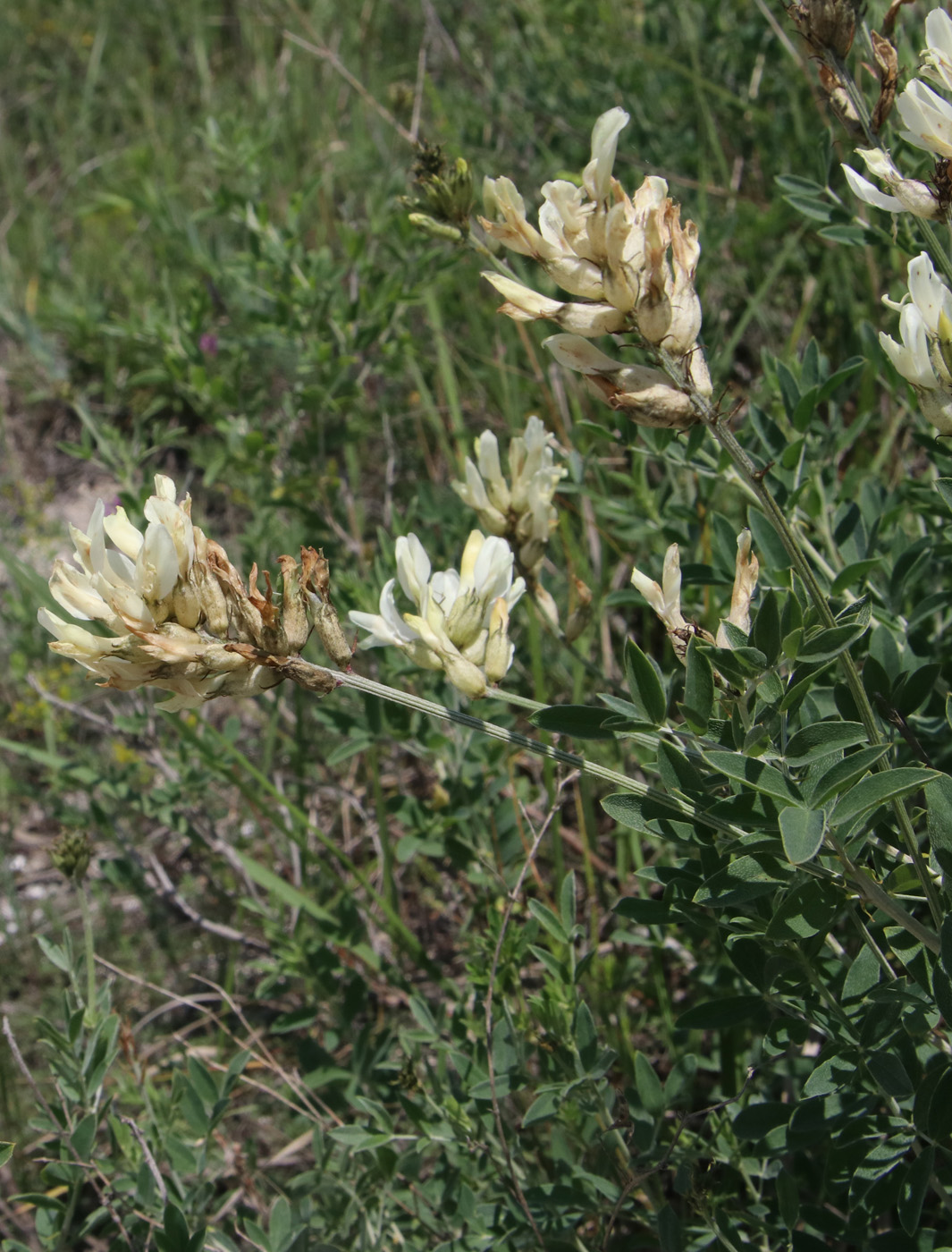 Изображение особи Astragalus albicaulis.