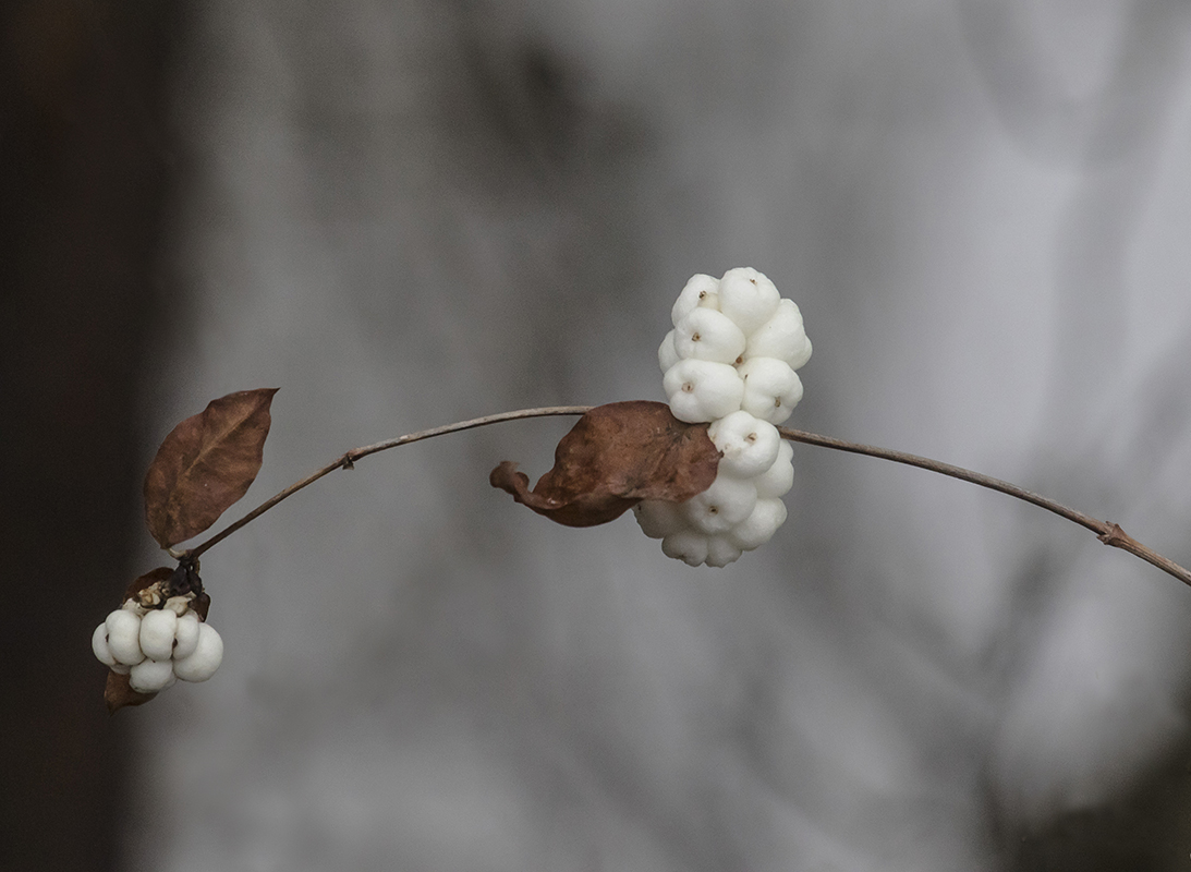 Image of Symphoricarpos albus var. laevigatus specimen.