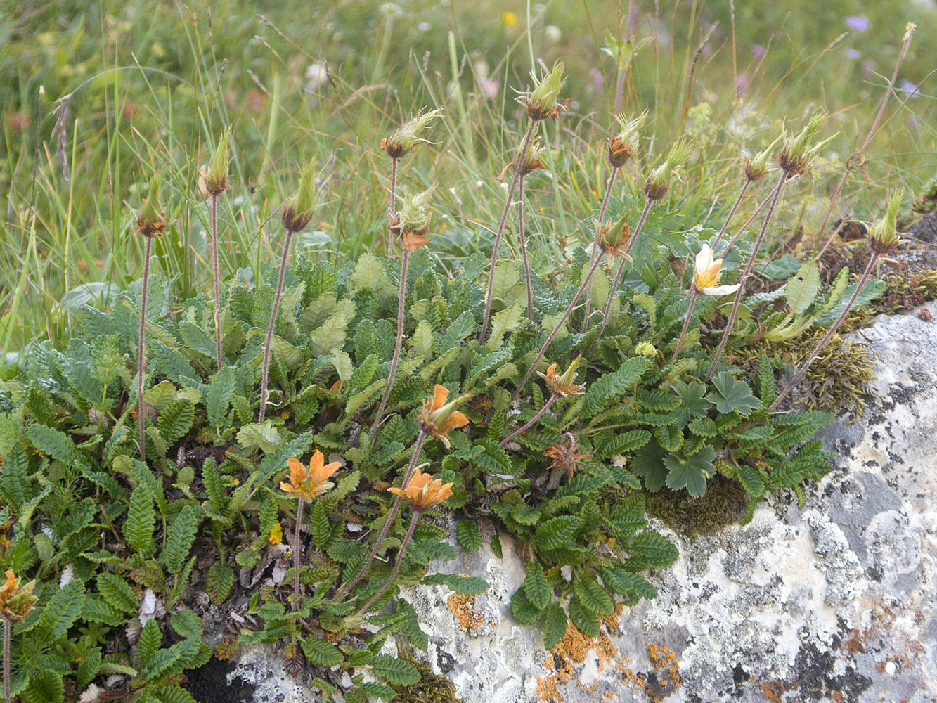 Изображение особи Dryas caucasica.