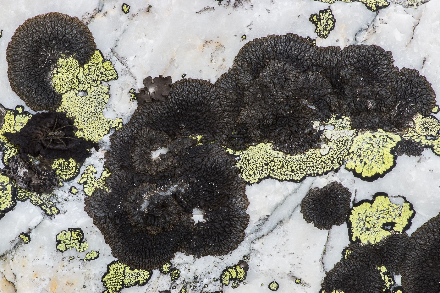 Изображение особи отдел Ascomycota.