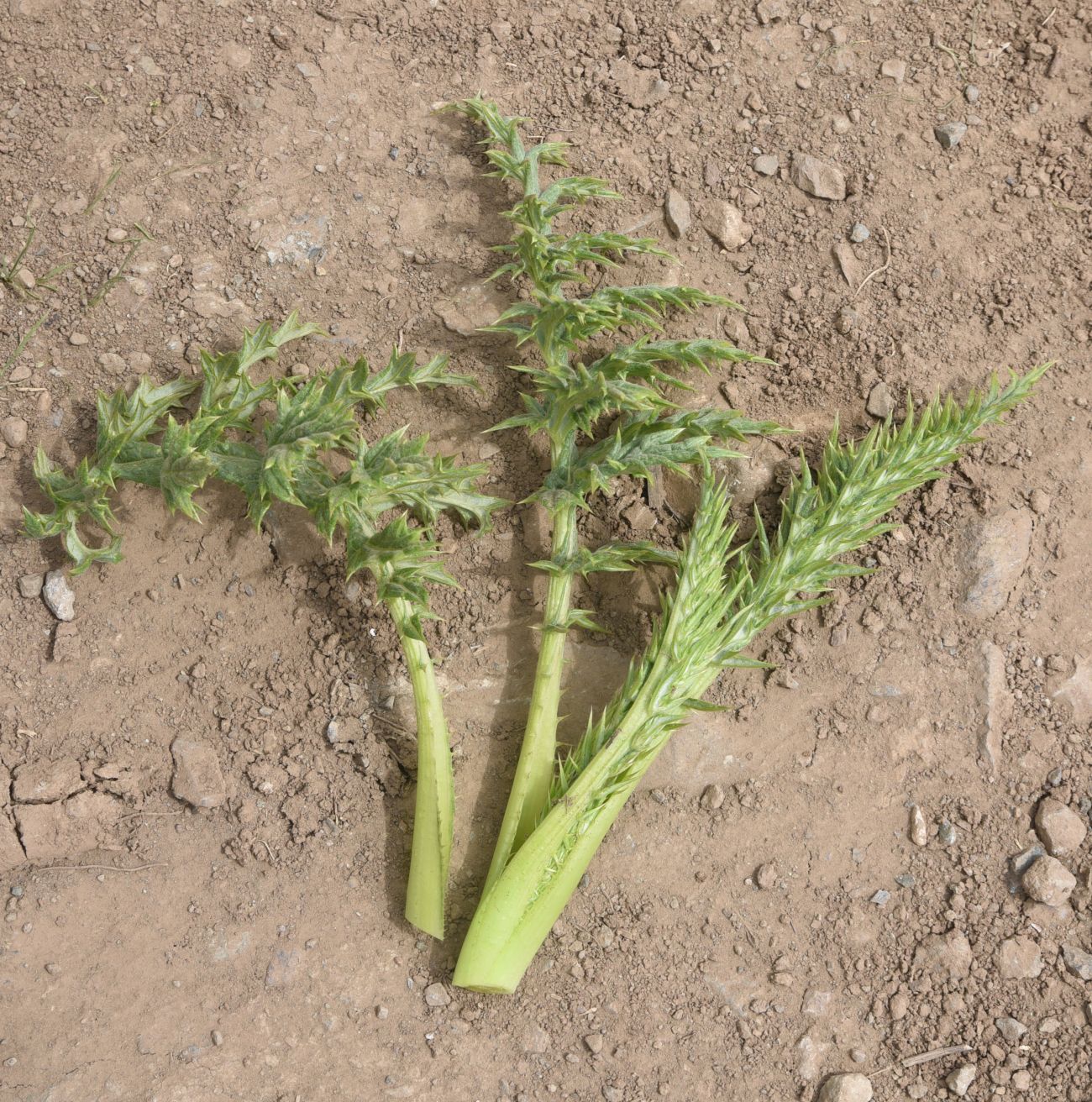 Image of Unknown species specimen.