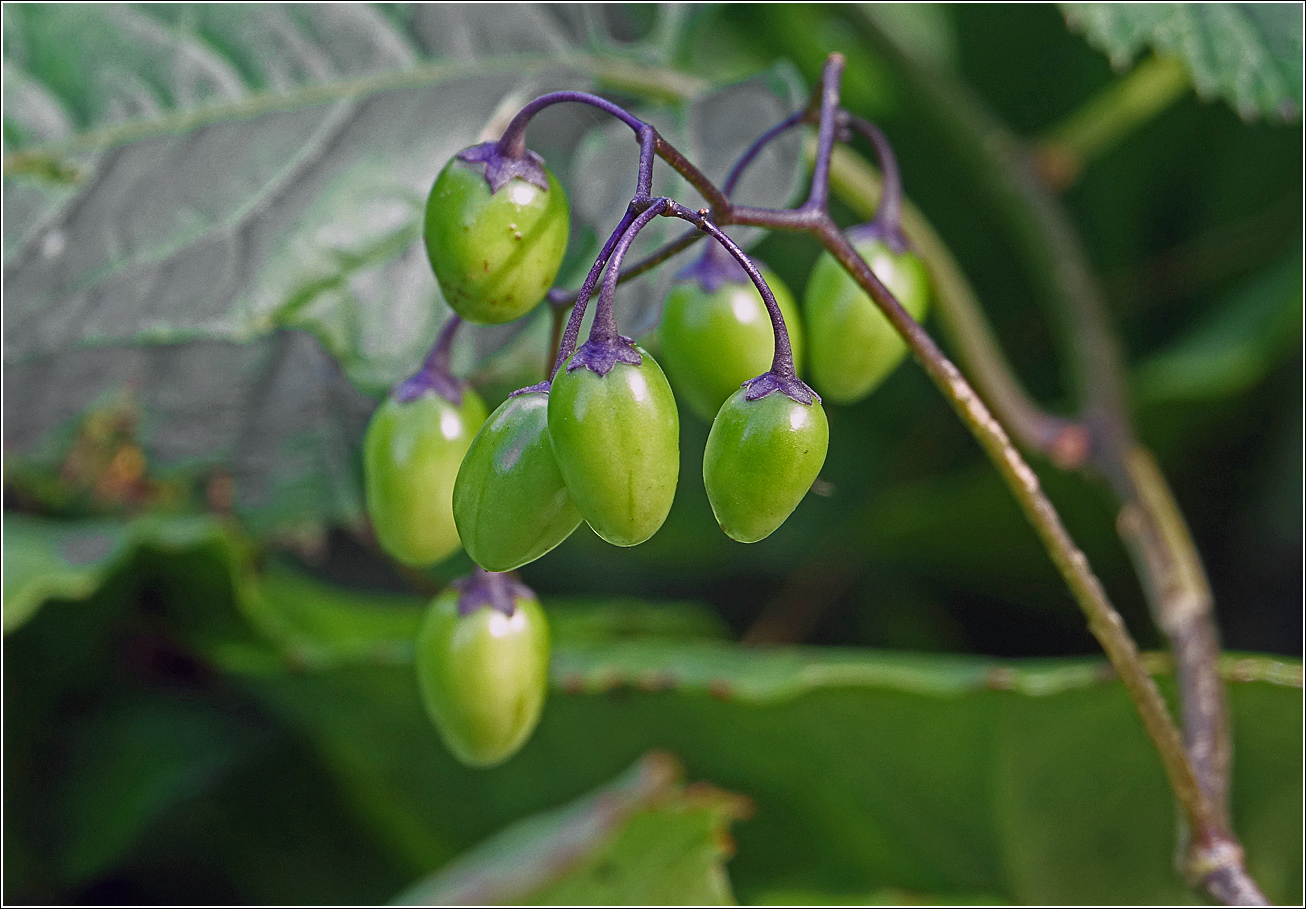 Image of Solanum dulcamara specimen.