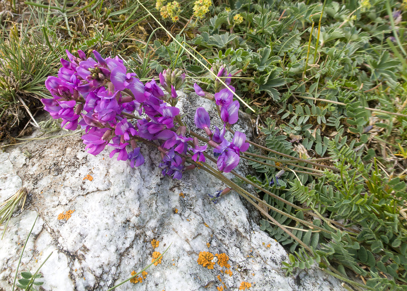 Изображение особи Oxytropis owerinii.