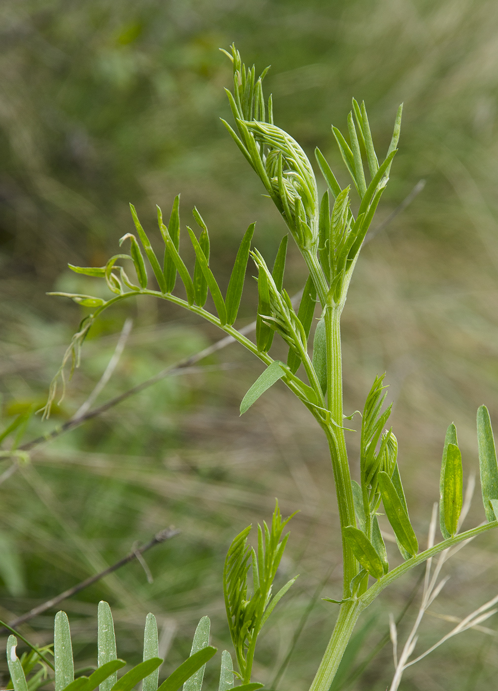 Image of genus Vicia specimen.