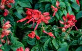 Salvia splendens